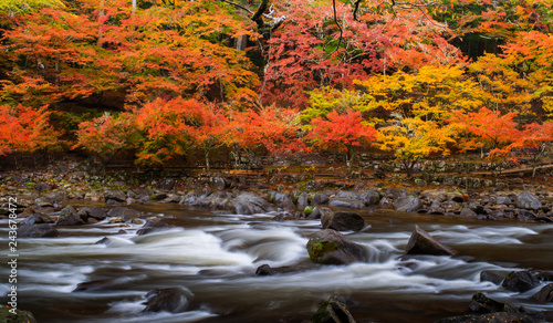 Autumn Leaf in Japan