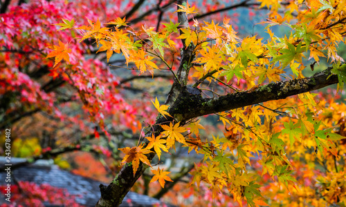 Autumn Leaf in Japan