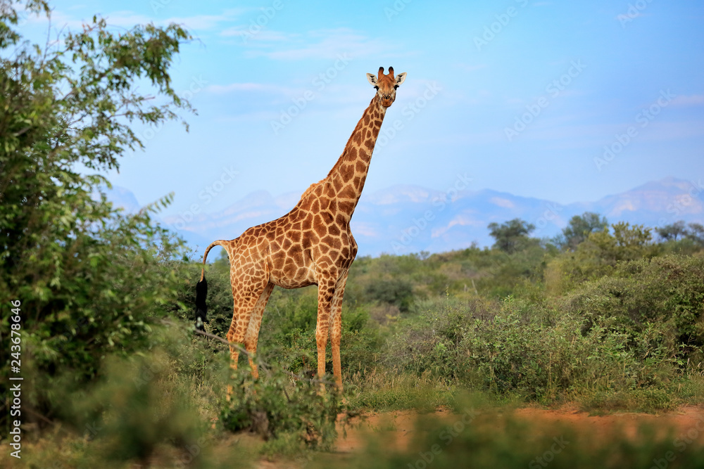 Obraz premium Giraffe hidden in green vegetation. Wildlife scene from nature. Evening light in the forest, Africa. Big animal with mountain in the background, blue sky.