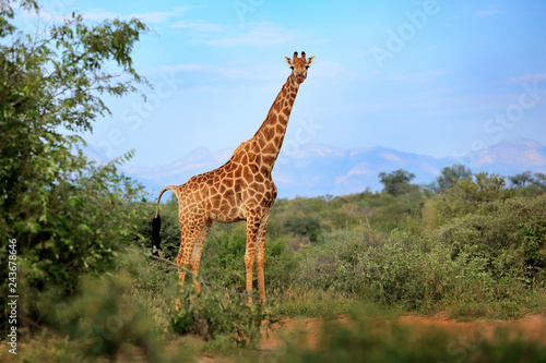 Giraffe hidden in green vegetation. Wildlife scene from nature. Evening light in the forest, Africa. Big animal with mountain in the background, blue sky.