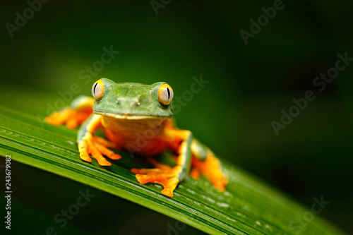 Golden-eyed leaf frog, Cruziohyla calcarifer, green yellow frog sitting on the leaves in the nature habitat in Corcovado, Costa Rica. Amphibian from tropic forest. Wildlife in Central America.