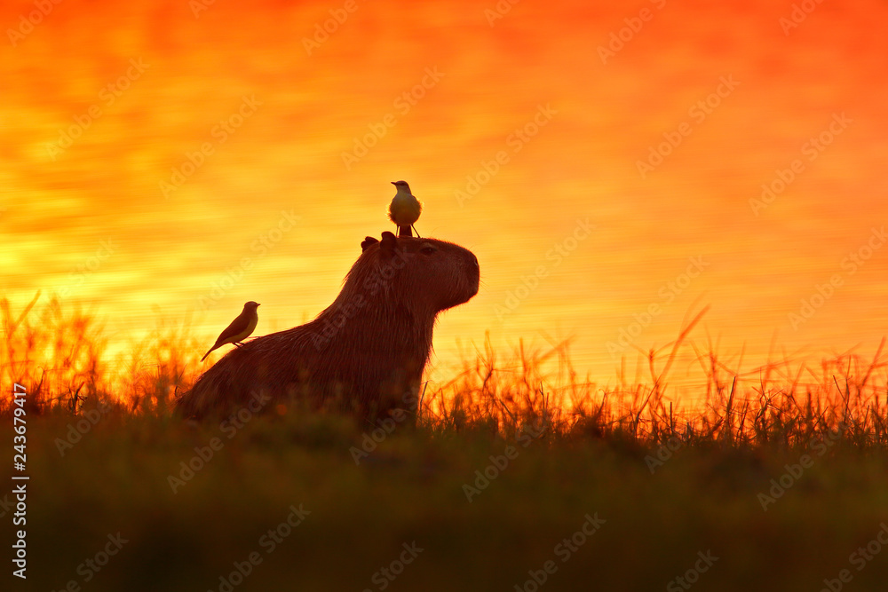Φωτογραφία Capybara in the lake water with bird