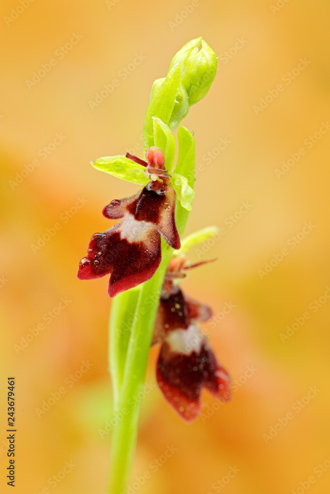 Fly Orchid, Ophrys insectifera, flowering European terrestrial wild orchid in nature habitat, detail of bloom, green clear background, Czech Republic. Fly Orchid, Ophrys insectifera, flowering European terrestrial wild orchid in nature habitat, detail of bloom, green clear background, Czech Republic.