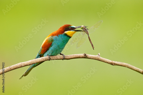 European Bee-eater, Merops apiaster, beautiful bird sitting on the branch with dragonfly in the bill, action scene in the nature habitat, Bulgaria. Animal with catch.