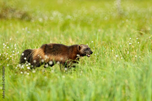 Running Wolverine in Finnish taiga. Wildlife scene from nature. Rare animal from north of Europe. Wild wolverine in summer cotton grass. Aninal behaviour in the habitat  Finland.