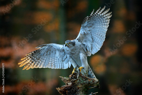Goshawk landing, bird of prey with open wings with evening sun back light, nature forest habitat in background, landing on tree trunk, France. Wildlife scene from autumn nature. Bird fly in habitat.