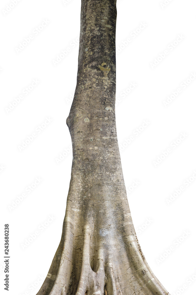 Tree trunk isolated on white background. This has clipping path. Tree trunk isolated on white background. This has clipping path.