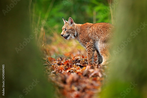 Lynx in the forest. Walking Eurasian wild cat between the tress, green in background. Wild cat in nature habitat, Czech, Europe. Lynx in the orange autumn leaves. Wildlife scene from Europe.