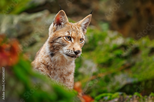 Lynx in the forest. Sitting Eurasian wild cat on green mossy stone, green in background. Wild cat in ther nature habitat, Czech, Europe. © ondrejprosicky