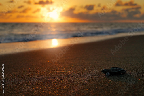 Photography Loggerhead Sea Turtle, Caretta caretta, evening birth on the sand beach, Corcovado NP, Costa Rica