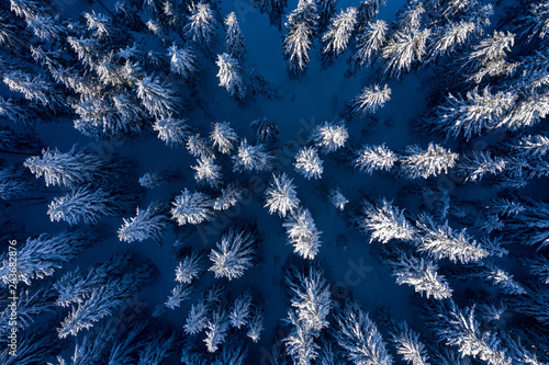 Aerial drone view of snow covered forest