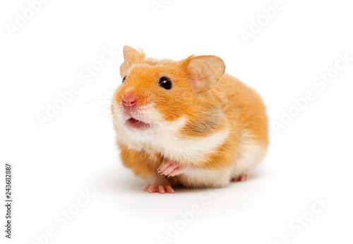 hamster looking