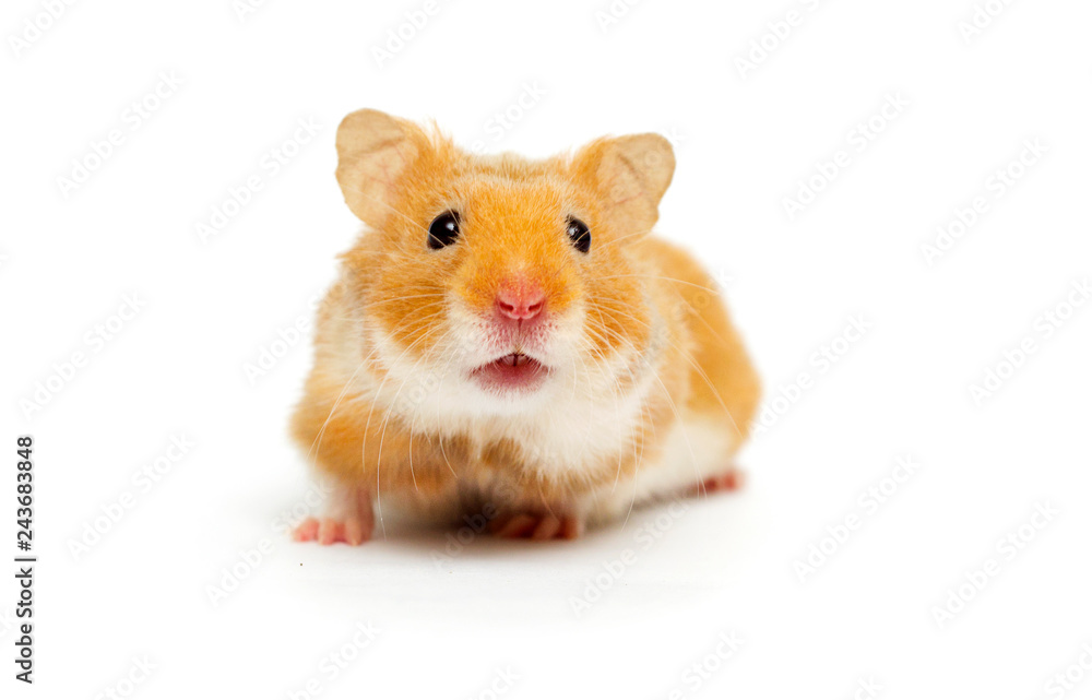 hamster looking hamster looking