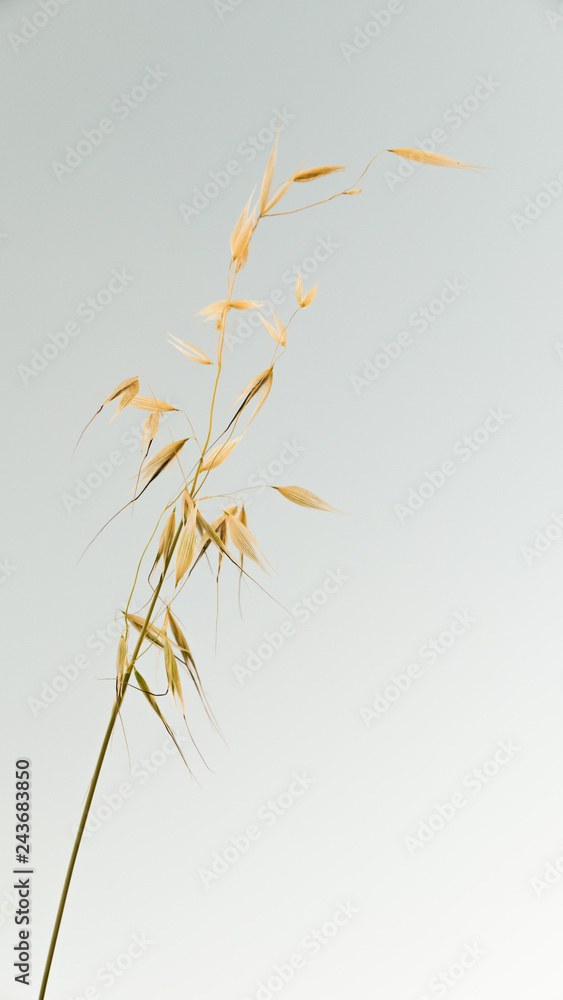 Obraz premium Isolated Ornamental Plant