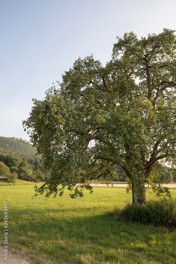 Baum in der Landschaft