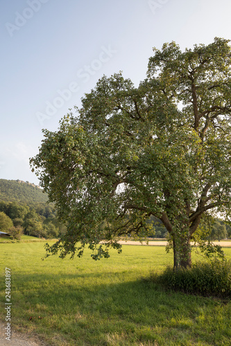 Baum in der Landschaft