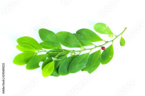Foto Erythroxylum coca Close up