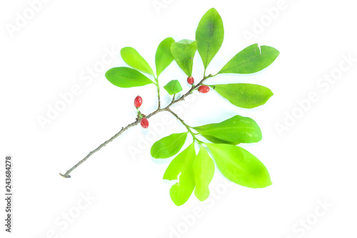 Erythroxylum coca Close up