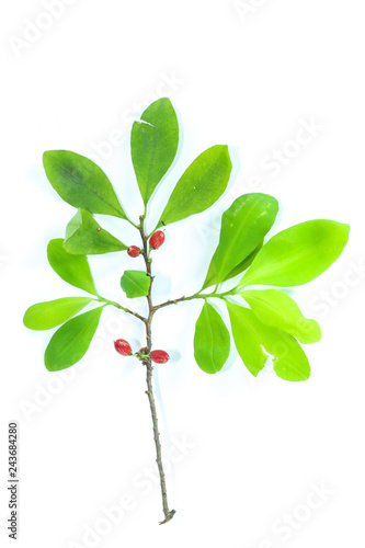 Erythroxylum coca Close up
