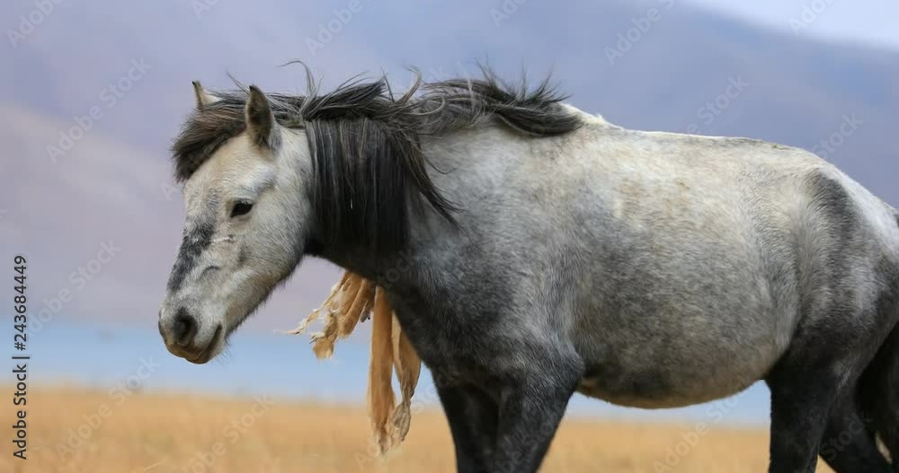 Portrait of Himalayan horse in Ladakh, northern India. Domestic animal in Korzok village Portrait of Himalayan horse in Ladakh, northern India. Domestic animal in Korzok village