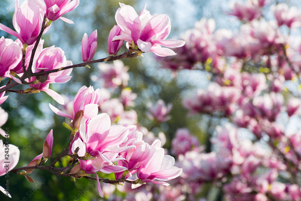 beautiful magnolia flowers on the branches. wonderful nature background in springtime. sunny weather beautiful magnolia flowers on the branches. wonderful nature background in springtime. sunny weather