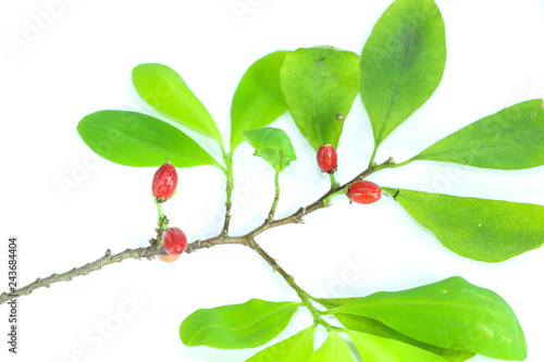 Erythroxylum coca Close up photo