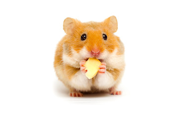 Syrian hamster on a white background