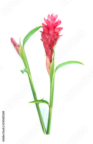  Red Ginger Close up