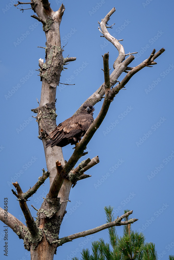 Immature Bald Eagle Immature Bald Eagle