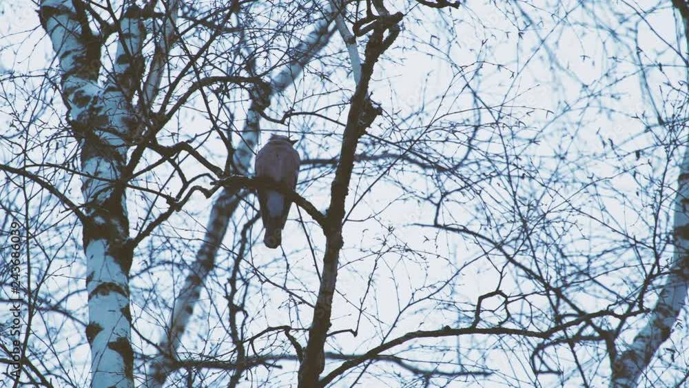 Natural background with Eurasian jay, Garrulus glandarius. Bird in winter forest. Natural background with Eurasian jay, Garrulus glandarius. Bird in winter forest.