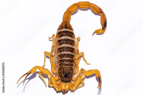 Tityus serrulatus, the most venomous scorpion in Brazil, is commonly known as yellow scorpion.