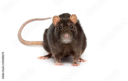 rat on a white background © Happy monkey