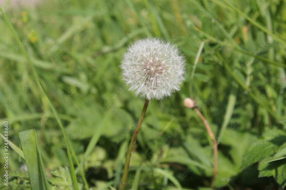 a round fluffy dandelion plant with a green background a round fluffy dandelion plant with a green background