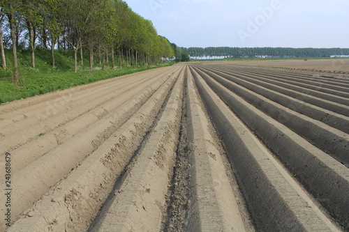 fresh made potato beds in the countryside in holland in springtime