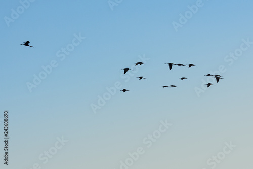 Birds flying over blue and clear sky. Perfect natural background.