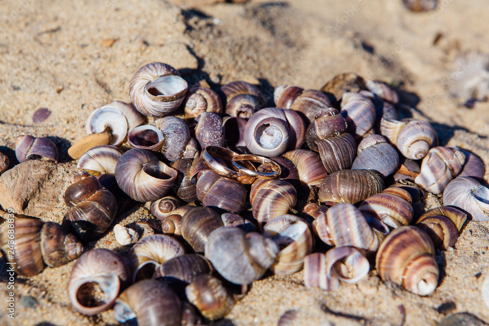 Two wedding rings on the sea snails shells background