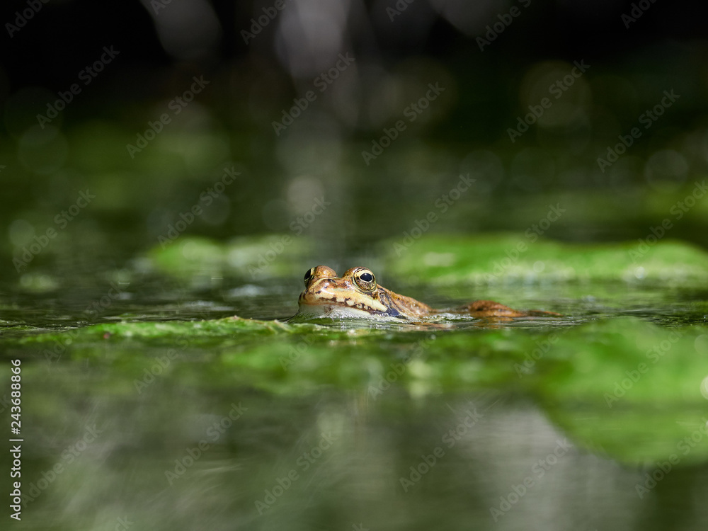 Frog leaning out to the surface of the water in the raft of a fountain in the Sierra de Enguera, Spain Frog leaning out to the surface of the water in the raft of a fountain in the Sierra de Enguera, Spain