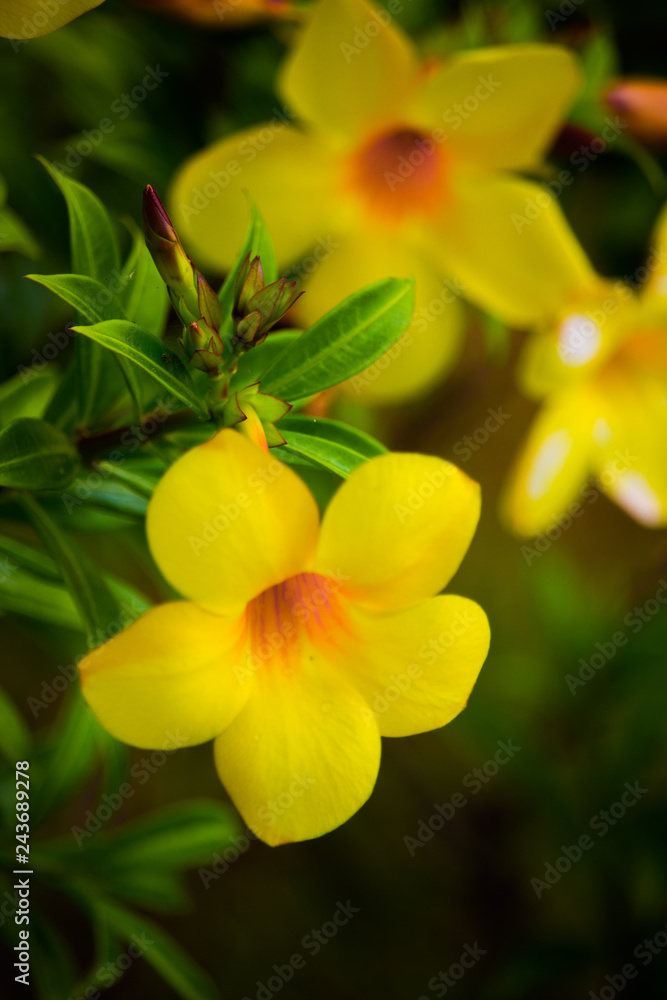 Obraz premium Yellow trumpet flower