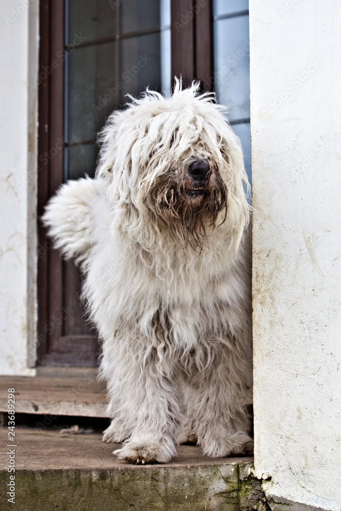 Dog komondor, hungary shepherd standind on the porch of the house