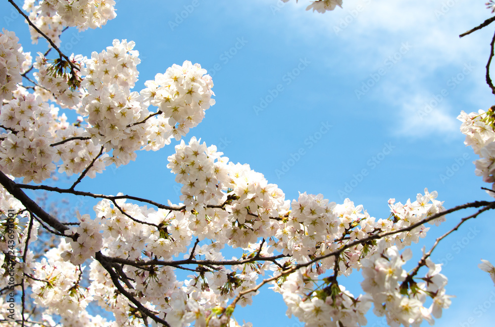 青空と満開の桜