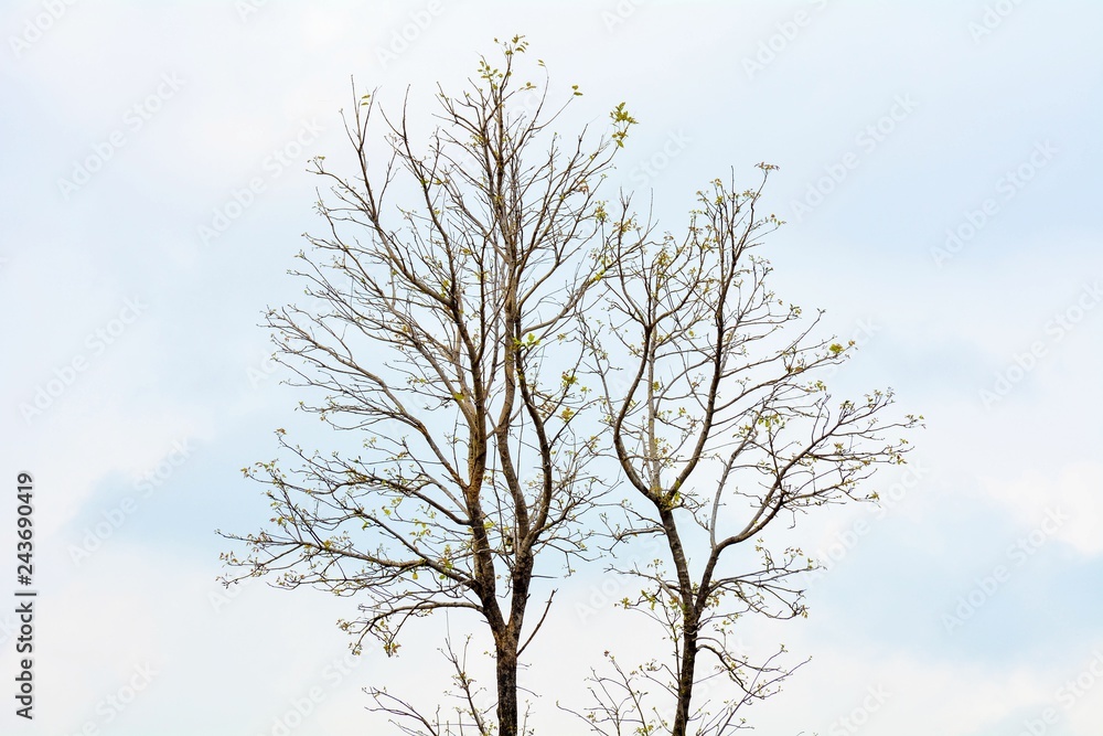 beautiful big tree on blue sky background beautiful big tree on blue sky background