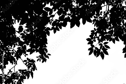 Quadro su tela beautiful silhouette leaf tree