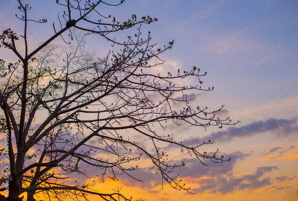 The silhouette of the tree and the backdrop of the colorful sky The silhouette of the tree and the backdrop of the colorful sky