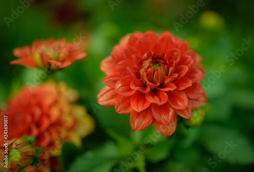 Red dahlia in the garden. Selective focus with shallow depth of field.