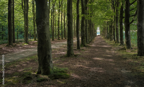 Dutch rural nature