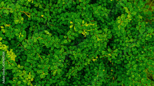 Natural background - green leaves.