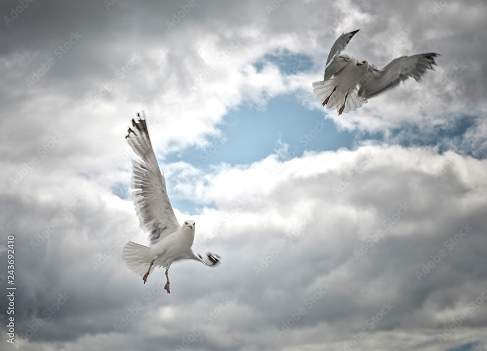 two seagull flying in the sky
