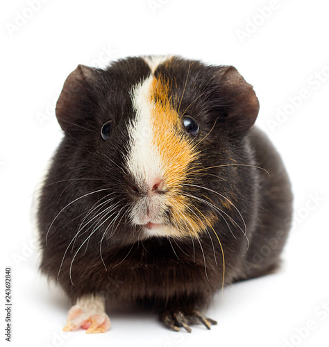 funny guinea pig on a white background