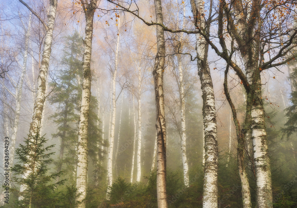 autumn forest. foggy morning in the fairy forest. Carpathian forest autumn forest. foggy morning in the fairy forest. Carpathian forest