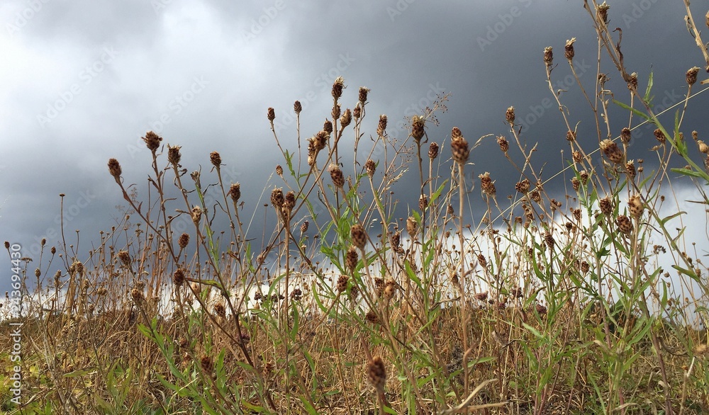 grass and flowers against cloudy sky